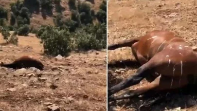 Batman Raman Dağı’nda vahşet: 7 yılkı atı silahla öldürüldü!