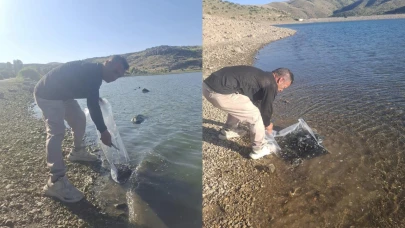 Şuhut Baraj ve Göletlerine 85 Bin Yavru Sazan Bırakıldı