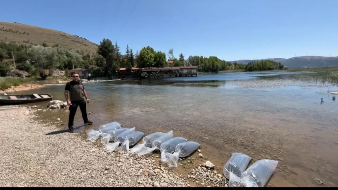 Dinar'da Baraj ve Göletlere 205 Bin Yavru Balık Bırakıldı