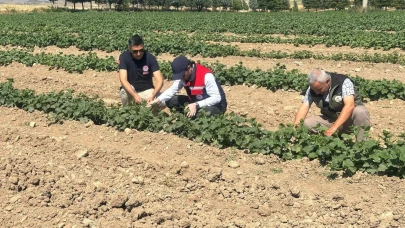 Afyon’da Kornişon ve Pancar Tarlalarında Zararlıların Takibi Sürüyor