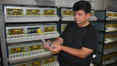 Afyonkarahisar'da yüzlerce keklik "kene ve süne" avı için yetiştiriliyor