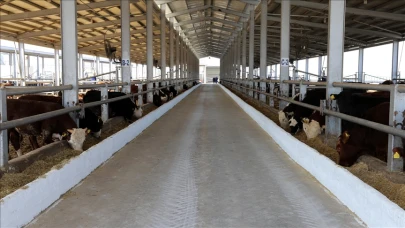 Tarım Ve Orman Bakanlığı’ndan Şap  Hastalığı Açıklaması