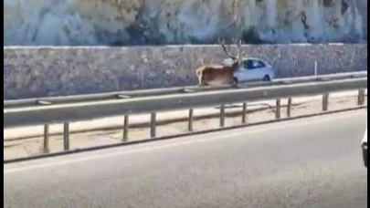 Afyon Anayol’da Geyik Sürprizi: Orman Yangınından Kaçtığı İddia Ediliyor!