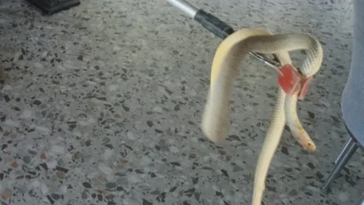 Afyon’da Yılanlar Yerleşim Yerlerine İndi