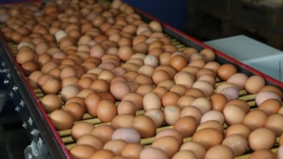 Tavuk Yumurtalarının İhracatı Kayıt Altına Alındı