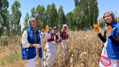 Gönüllü Gençler Haşhaş Hasat Etti