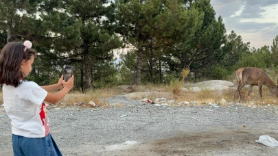 Afyonkarahisar’da Karayolu Kenarında Geyik Şaşkınlığı! 3 Haftadır Aynı Bölgede