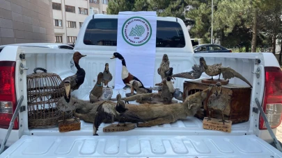 Afyonkarahisar’da 14 Tahnit Edilmiş Hayvan ve 2 Kafes Ele Geçirildi