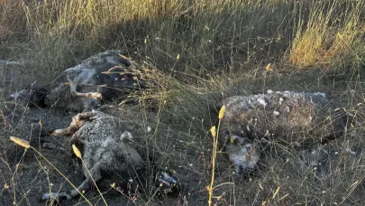 Sokak Köpekleri Ağıla Girdi: 5 Koyun Telef Oldu
