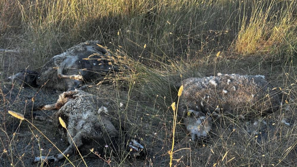 Sokak Köpekleri Ağıla Girdi: 5 Koyun Telef Oldu