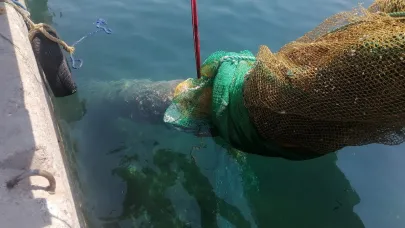 İzmir Karaburun’da Balıkçı Ağında Şok: Denizaltı Torpidosu Bulundu