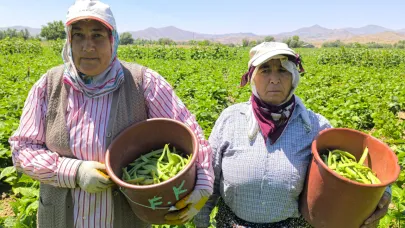 Şuhut’ta Fasulye Hasadı Başladı: Verim Düşük, Umutlar İkinci Hasatta