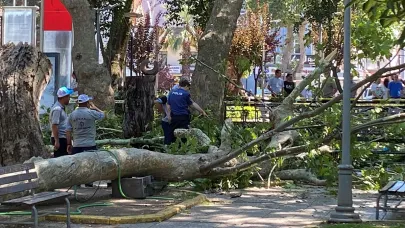 Üzerine Ağaç Dalı Düşen Genç Kız Hayatını Kaybetti