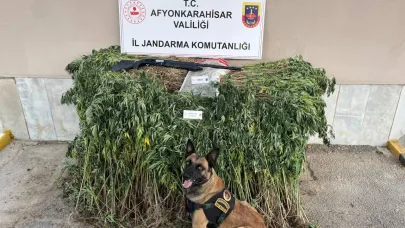 Afyon’da Yasadışı Kenevir Ekimi Operasyonu 2 Kişi Tutuklandı