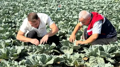Afyonkarahisar’da Lahana Kelebeği Tehdidi: Çiftçiler Uyarıldı