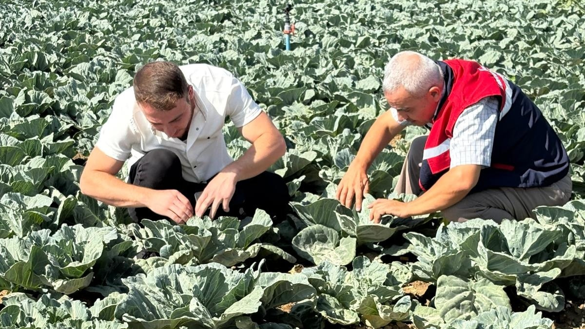 Afyonkarahisar’da Lahana Kelebeği Tehdidi: Çiftçiler Uyarıldı
