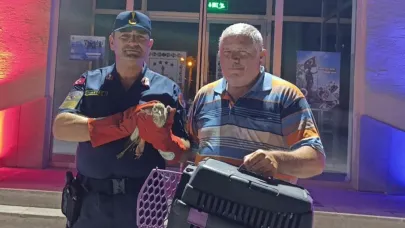 Jandarma Şuhut’ta, Yaralı Kocagöz Kuşunu Kurtardı