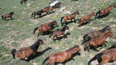 Emirdağ’ın Simgesi Yılkı Atları Havadan Görüntülendi