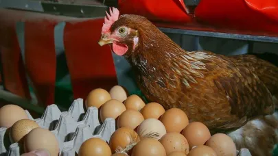 Tavuk Yumurtası Üretimi Yüzde 10 Azaldı