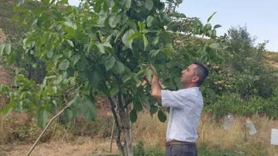 Şuhut’ta Ceviz Verimsizliğinin Nedeni Ortaya Çıktı