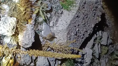 Kumalar Yaylası’nda Nesli Tehlike Altında Olan Arap Tavşanı Görüldü İddiası