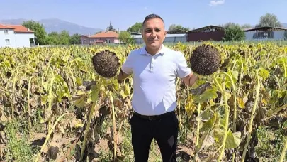 Dinar’da Ayçiçeği Hasadı Başladı