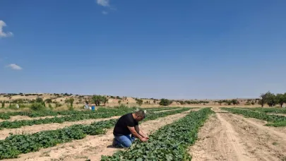 Dazkırı’da Hastalık ve Zararlı Denetimleri Sürüyor