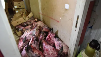 Yumurta Paketinden Hamam Böceği Yumurtaları Çıktı