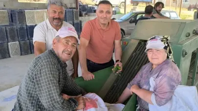 Dinar'da Kornişon Salatalık Sezonu Başladı