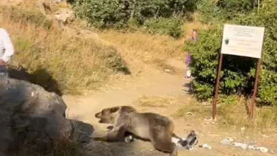 Bebekli Aile Ayı Saldırısından Son Anda Kurtuldu