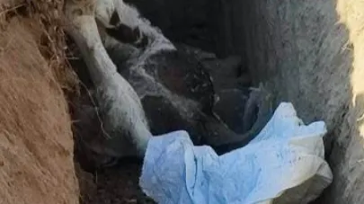 “Şap Hastalığında Üreticiler Yalnız Bırakıldı, Taşoluk’ta Doğa Tehlikede”
