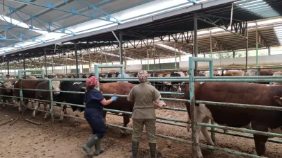 Afyonkarahisar’da Şap Aşılama Çalışmaları Aralıksız Sürüyor