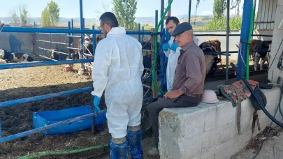 Afyonkarahisar'da Şap Hastalığıyla Mücadele: Hayvanların Yüzde 88,9'u Aşılandı