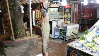 Amasya’da 78 Kilogramlık Dev Yayın Balığı Yakalandı!