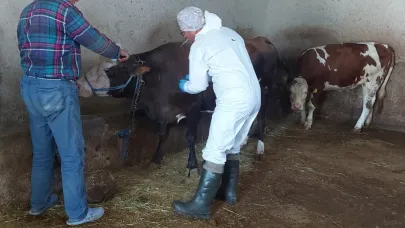Afyonkarahisar’da Sığır Tüberkülozu Taraması Başlatıldı