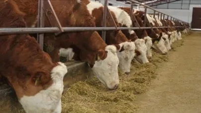 6 İlde Daha Hayvan Pazarları Açıldı: 44 İlde Pazarlar Aktif Hale Geldi