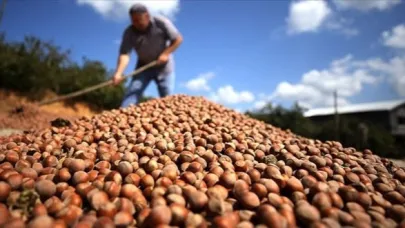 Türk Fındığı İhracatında Rekor: 124 Ülkeye Satış Yapıldı