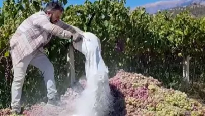 Yasaklı İlaç Kullanılan 6 Ton Üzüm İmha Edildi