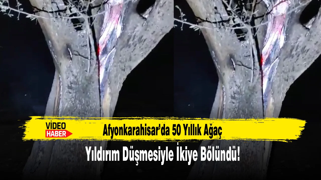 Afyonkarahisar’da 50 Yıllık Ağaç Yıldırım Düşmesiyle İkiye Bölündü!