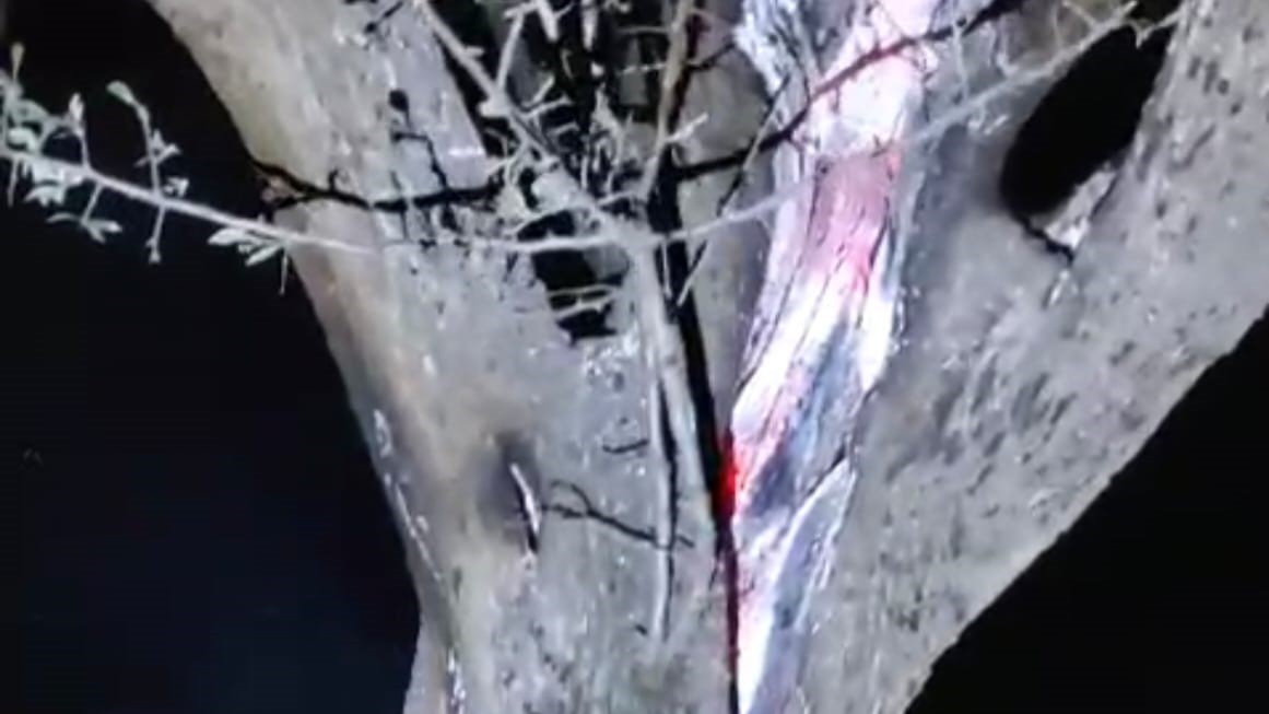 Afyonkarahisar’da 50 Yıllık Ağaç Yıldırım Düşmesiyle İkiye Bölündü!