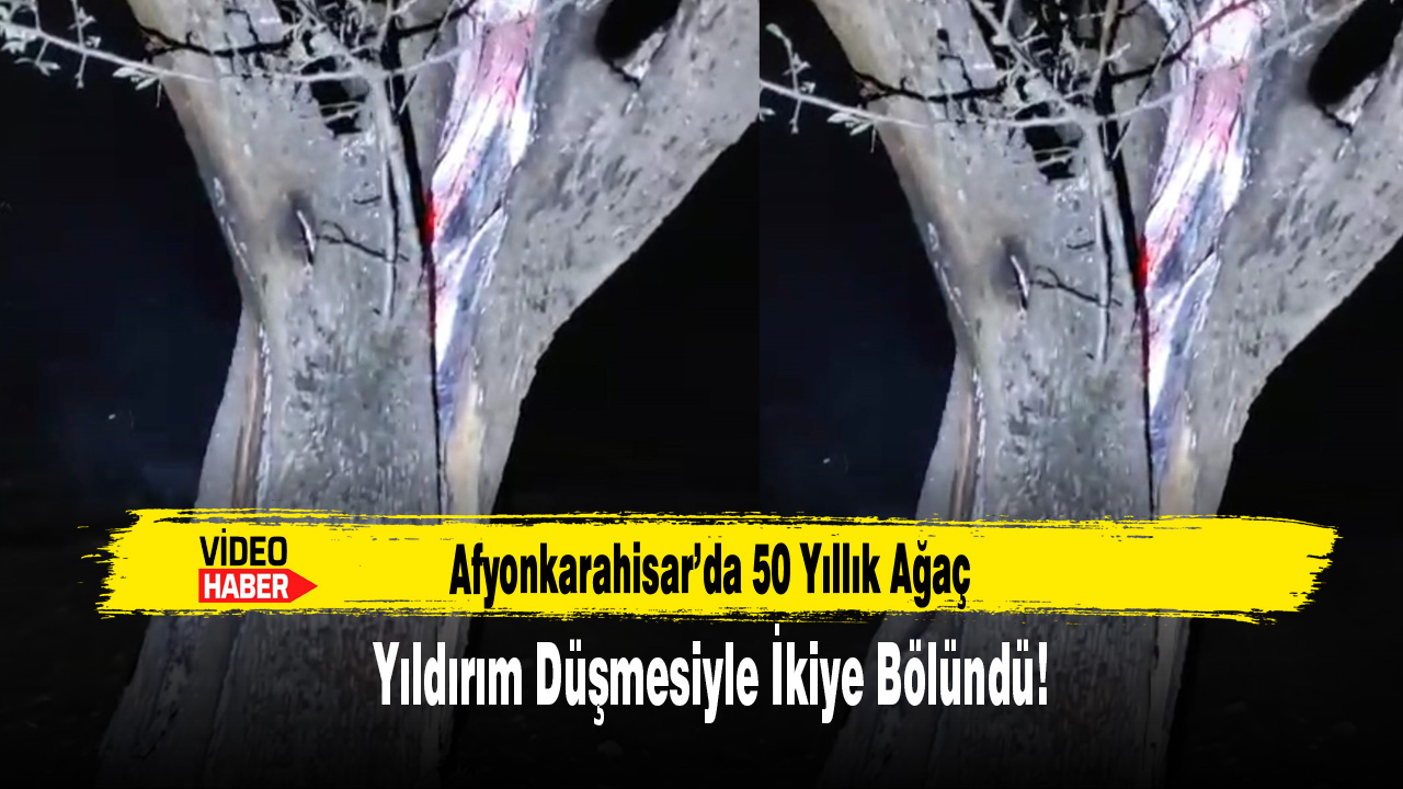 Afyonkarahisar’da 50 Yıllık Ağaç Yıldırım Düşmesiyle İkiye Bölündü!