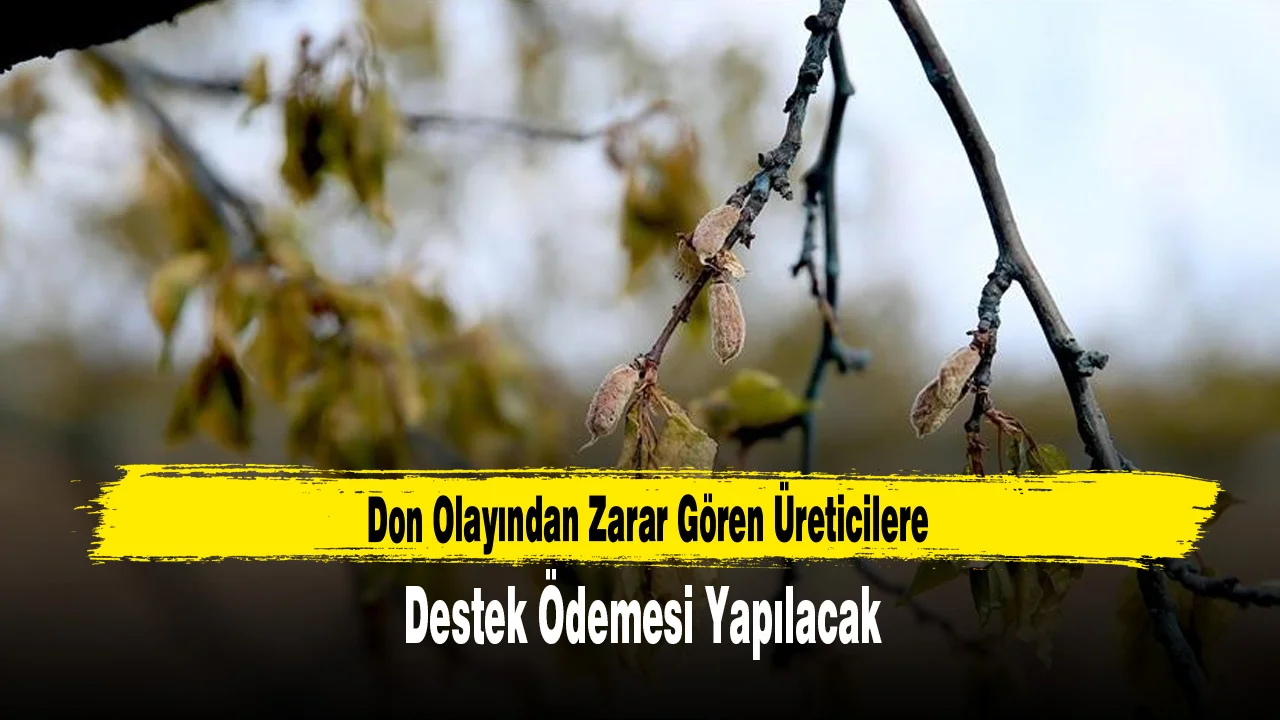 Don Olayından Zarar Gören Üreticilere Destek Ödemesi Yapılacak