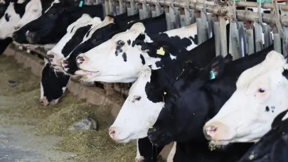 Türkiye’de Büyükbaş ve Küçükbaş Hayvan Sayısı Açıklandı: Haziranda 75 Milyona Yaklaştı