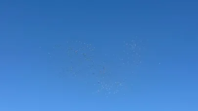 Afyon’da Kuşların Dans Şeklindeki Gösterisi Görenleri Mest Etti