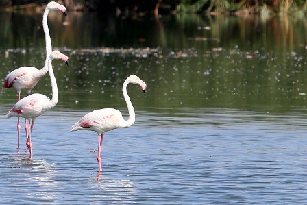 Acıgöl'de flamingoların görsel şöleni