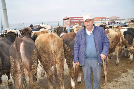Afyonkarahisar’da büyükbaş hayvan üreticileri yem fiyatlarından dertli