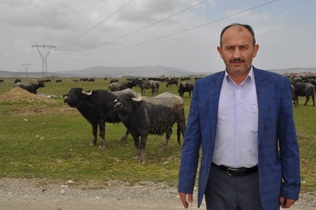Afyonkarahisar’da manda varlığı arttı