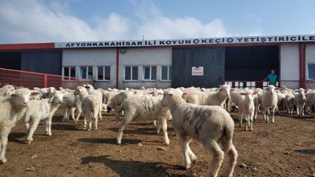 Anaç koyun keçi destek ödemeleri başladı