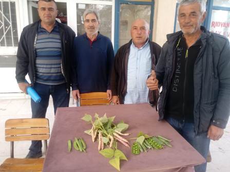 Artık karadilli’de fasulye yetişecek