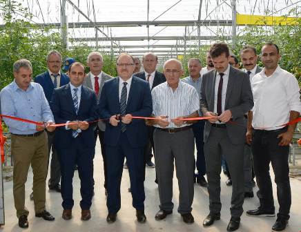 Domates serası istihdama büyük katkı sağlıyor
